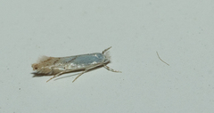 Phyllonorycter harrisella