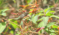 Selasphorus scintilla