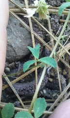 Trifolium breweri