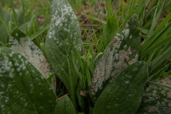 Golovinomyces cynoglossi
