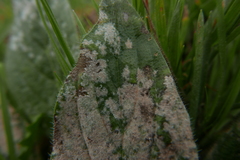 Golovinomyces cynoglossi