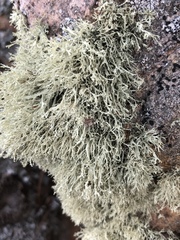 Ramalina intermedia