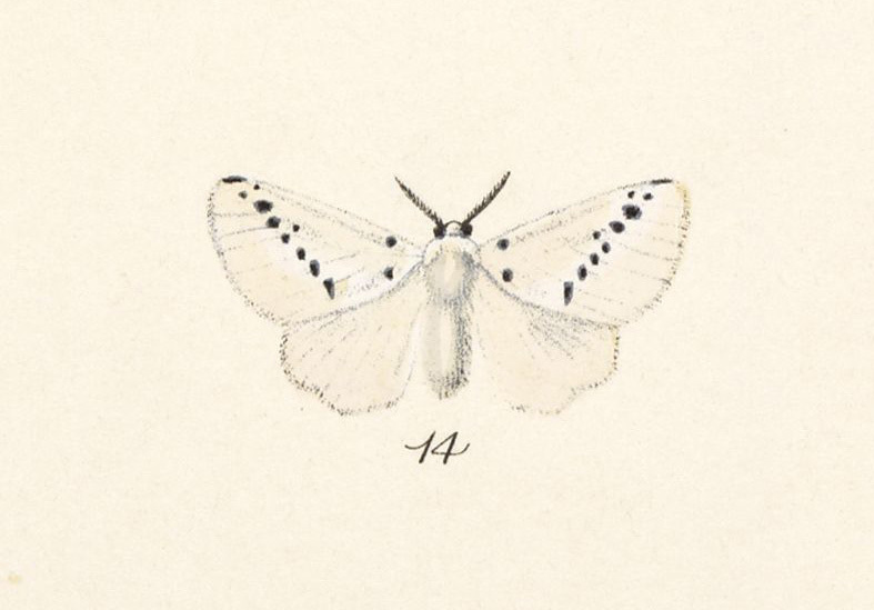Mesoscia unifascia