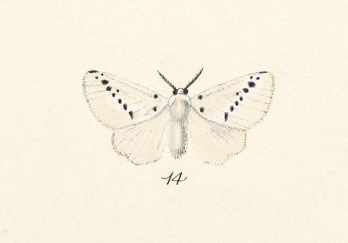Mesoscia unifascia