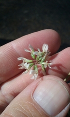 Trifolium breweri