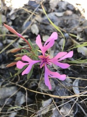 Clarkia concinna concinna