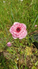 Ranunculus asiaticus