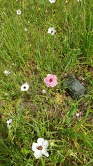 Ranunculus asiaticus