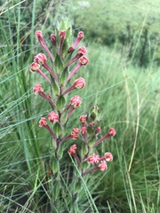 Zaluzianskya microsiphon