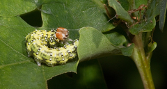 Polyploca ridens