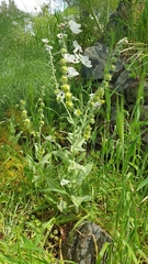 Cynoglossum columnae