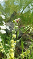 Cynoglossum columnae