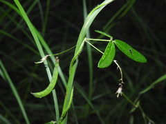 Glycine cyrtoloba