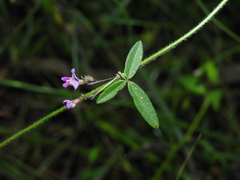 Glycine cyrtoloba