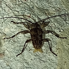 Oreodera brailovskyi