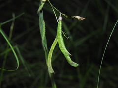 Glycine cyrtoloba