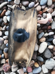 Dipturus intermedius