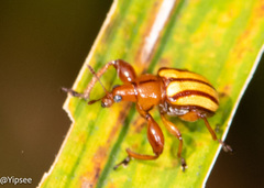 Paramecolabus feae