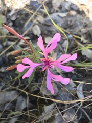 Clarkia concinna concinna