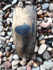 Dipturus intermedius