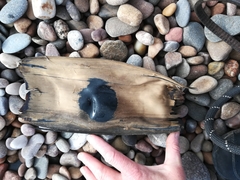 Dipturus intermedius