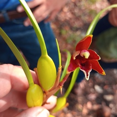 Maxillaria tenuifolia