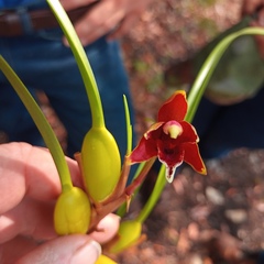 Maxillaria tenuifolia