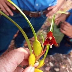 Maxillaria tenuifolia