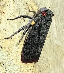 Acraephia perspicillata