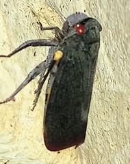 Acraephia perspicillata