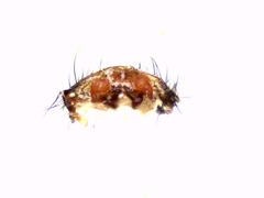 Alopecosa barbipes