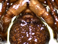 Alopecosa barbipes
