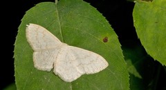Scopula floslactata