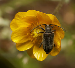 Brachysomida californica
