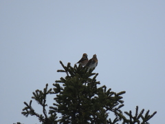 Coccothraustes coccothraustes