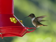 Selasphorus scintilla