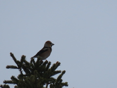 Coccothraustes coccothraustes