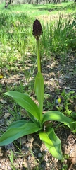 Orchis purpurea