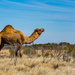 Camelus - Photo (c) Julius Simonelli, μερικά δικαιώματα διατηρούνται (CC BY-NC), uploaded by Julius Simonelli