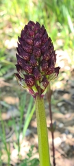 Orchis purpurea