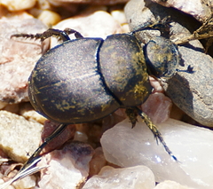 Canthon pilularius
