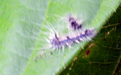 Lepidoptera