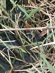 Brachythemis contaminata