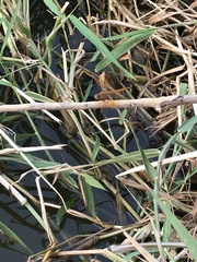 Brachythemis contaminata
