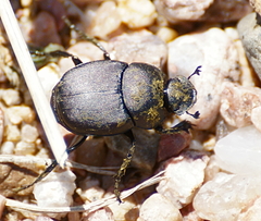 Canthon pilularius