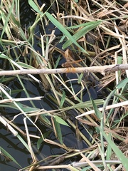 Brachythemis contaminata