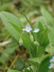 Myosotis sparsiflora
