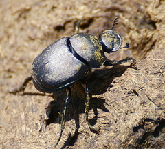 Canthon pilularius