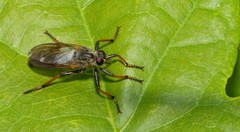 Pamponerus germanicus