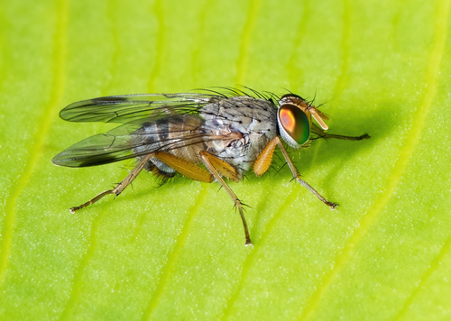 Pygophora apicalis Schiner, 1868